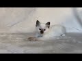 Saba Ciel By Saba Cattery Www Birmans Eu