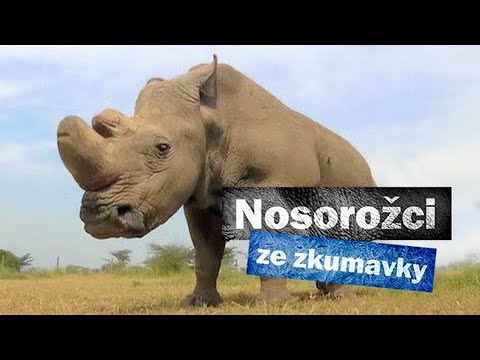 Nosorožci ze zkumavky