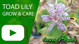 Toad lily - grow & care (Tricyrtis)