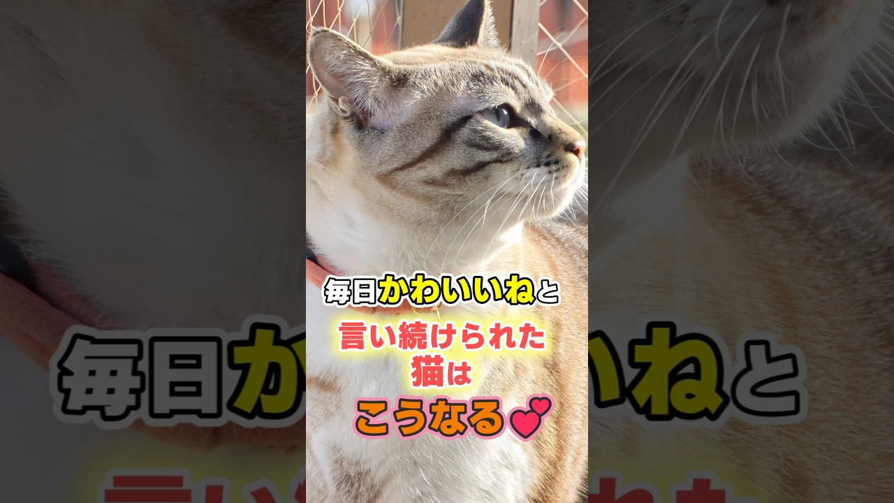 猫に毎日「可愛いね」と言い続けると起こる7つのこと #猫 #ねこたんの解説 #猫雑学