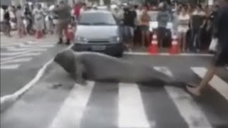 Elephant seal stops traffic in Brazil
