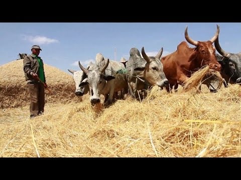 Trendiges Teff - glutenfreies Mehl aus Äthiopien