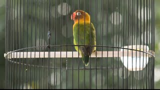 Download lagu CIRI2 BURUNG LOVEBIRD YG BISA DI CETAK MENJADI KONSLET mp3 Download lagu CIRI2 BURUNG LOVEBIRD YG BISA DI CETAK MENJADI KONSLET mp3