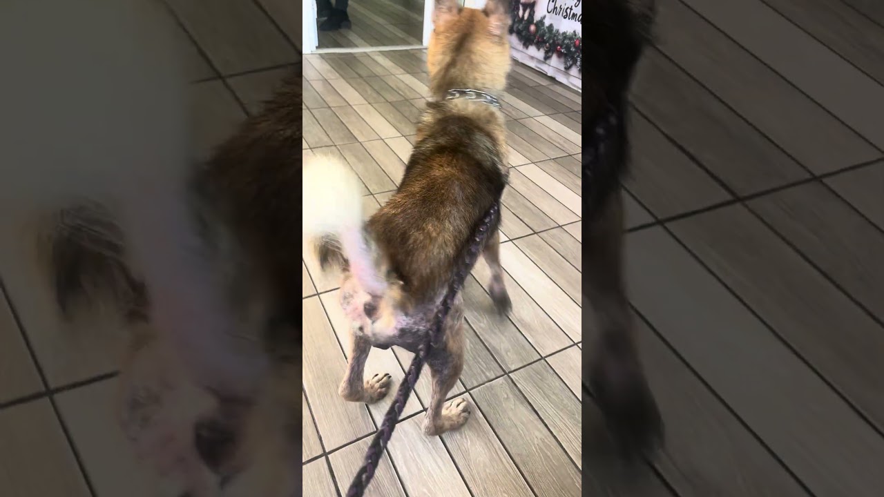 Enlarge Gina, a ADOPTABLE mixed breed in Encinitas, CA video 3/3