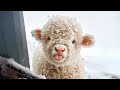 When Cute Baby Animals Turn Into Little Comedians Funniest Animals Video Ever