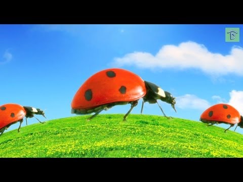 Top 5 Good and Bad Garden Bugs: How to Release Ladybugs