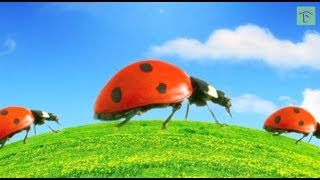 Top 5 Good and Bad Garden Bugs: How to Release Ladybugs