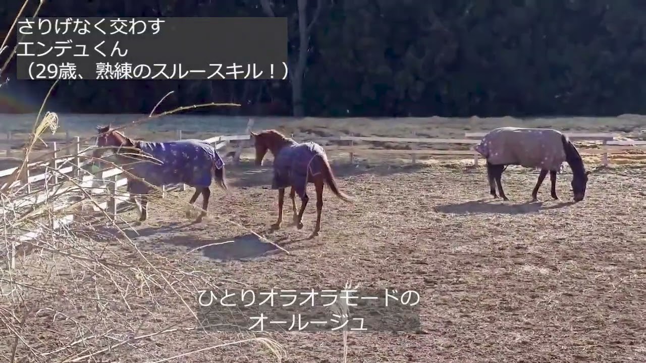 はじける若手を華麗にスルーするベテランたち／オールージュ　マルカハンニバル