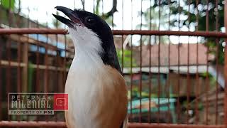 Download lagu CENDET STRESS MALAS BUNYI PUN AKAN NYAUT APALAGI MASTERAN CENDET PASTI BAKAL NARUNG DIJAMIN mp3