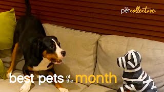 Best Pets of the Month (November  2021)