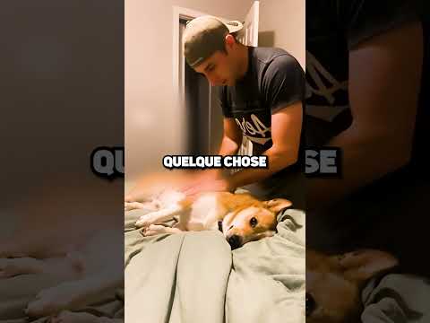 NE JAMAIS TROP JOUER AVEC VOTRE CHIEN ! 😱🐕🚫