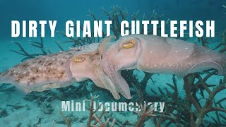 Shark Interrupts Giant Cuttlefish Orgy  - A Dirty Cuttlefish Documentary