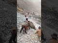 The Scree Flow Nearly Buried The Mule Team