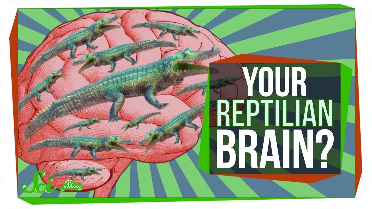 No, You Don't Have a "Reptilian Brain"