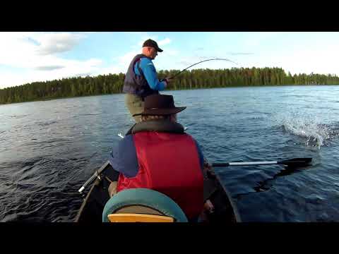 Lohi - Honkasuvanto 2018