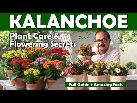 All about KALANCHOE Plant I Secret to Get thousands of flowers from Kalanchoe #kalanchoe