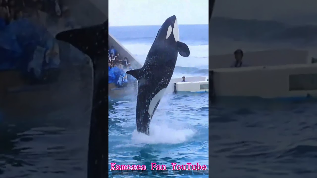 ララのダイナミックスピンジャンプ!! #Shorts #鴨川シーワールド #シャチ #kamogawaseaworld #orca #killerwhale