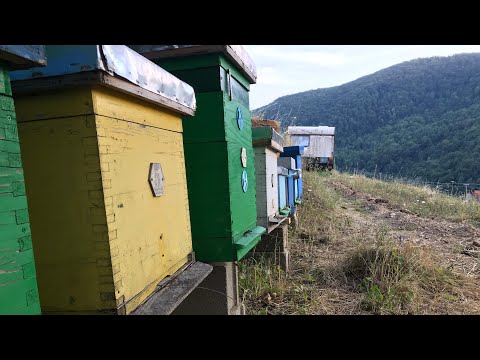 Tretman protiv varoe dimljenjem