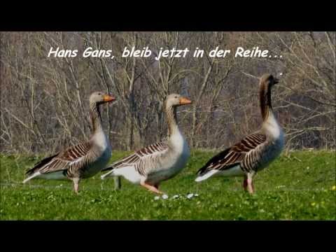 Die letzten Wildgänse bereiten sich auf den Rückflug in die Heimat vor