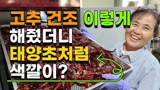 고추 건조방법 이렇게 해야 색깔 최고 맛 최고 고추가 나옵니다 맛있는고추고르는법