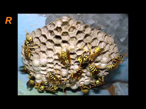 Враги на пасеке - пчела против осы