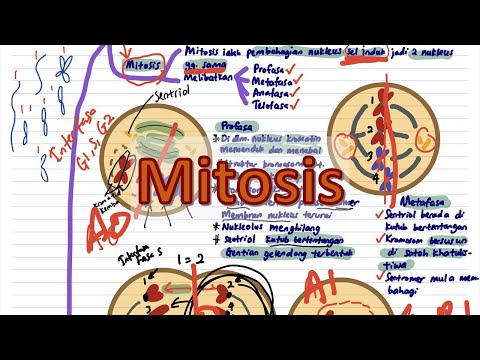 Mitosis | Biologi T4