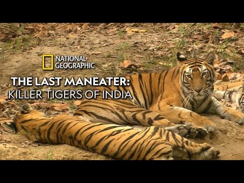 The Last Maneater - Killer Tigers Of India