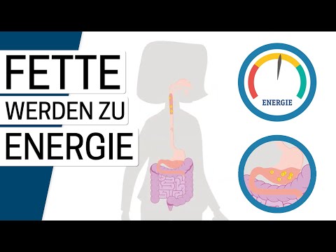 Wie funktioniert der Fettstoffwechsel?
