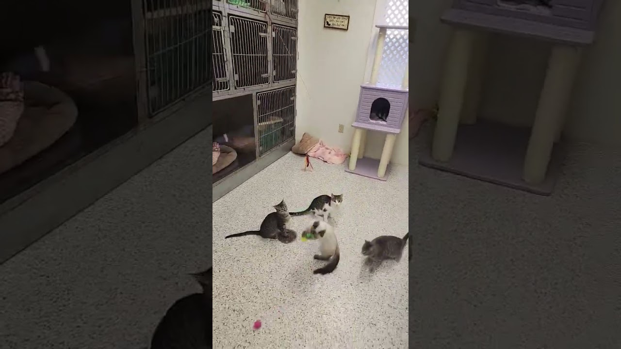 Enlarge Tony, an adoptable mixed breed in Mount Carmel, IL video 3/3