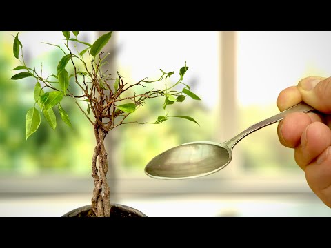 How to Revive a Plant Losing Leaves: Simple Steps for a Healthier Ficus!🪴✨