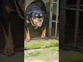 Dog Sounds That Hurts Your Ears Viral Angryanimal Pets Angrypuppy Angrydog Funny Angry Angry