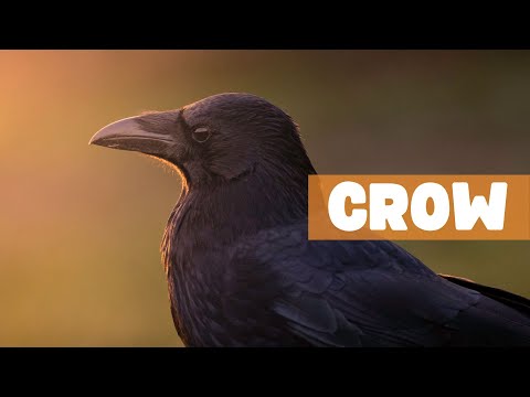 CROWS: MASTERS OF INTELLIGENCE AND ADAPTATION