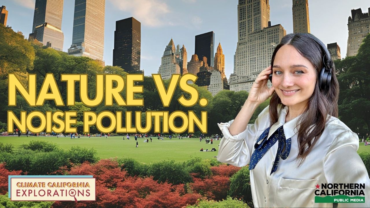 How Does Noise Pollution Affect Wildlife?