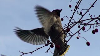 preview picture of video 'Waxwing - Day 1 - 2015-03 - tewbirds @ Corby'