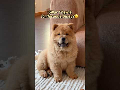 Gillar Chewie fortfarande Bluey??🤨 #hund #husdjur #bluey