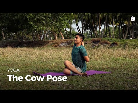 Learn the Cowpose - Gomukhasana | Yoga