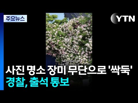 사진 명소 장미 무단으로 '싹둑'...경찰, 출석 통보 / YTN