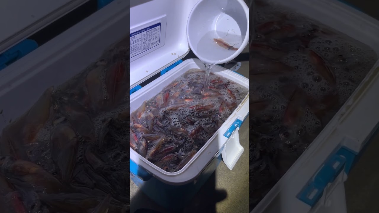 【番外編】ナターシャのホタルイカ掬い！海の恵みに感謝