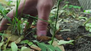 [ AUTOMNE 2019 ] DANSES BUISSONNIÈRES 2019