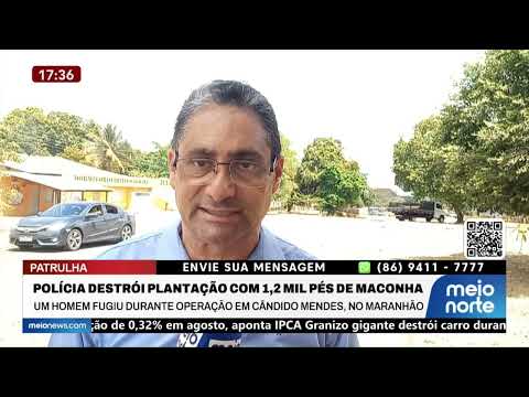 Polícia destrói plantação com 1,2 mil pés de maconha | Patrulha