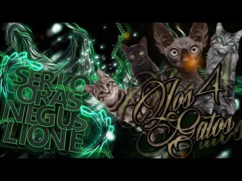 RMSH SQUAD - 4 GATOS [SERKO, ORAS, NEGUS & LIONE]