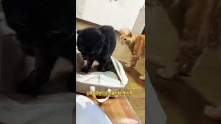 it's a cat.猫まみれ。家の最強猫はたぶん、、、#多頭飼い #shorts #ねこのいる生活 #黒猫#kitten