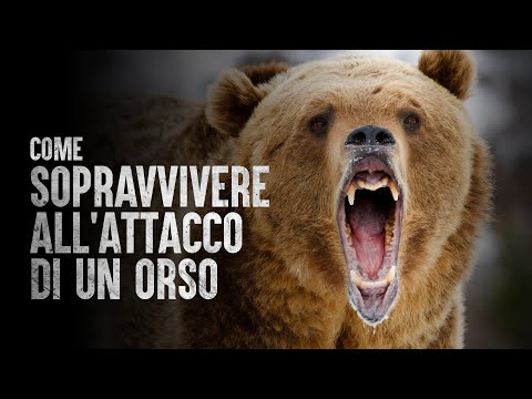 Come sopravvivere all'attacco di un orso