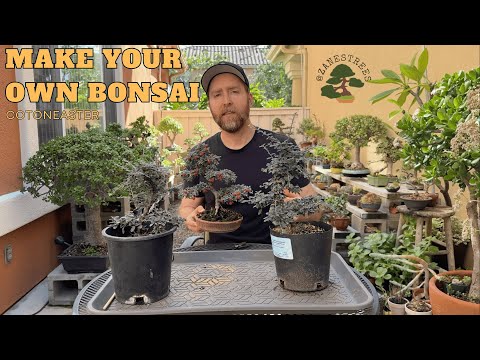 Make Your Own Bonsai Tree for $11: Cotoneaster Nursery Stock
