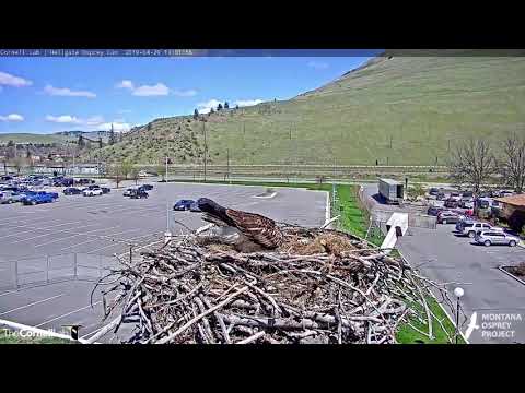Hellgate Ospreys * Louis Brings Iris a Fish!! * Stays Incubates * Mating when Iris Returns * 4/29/19
