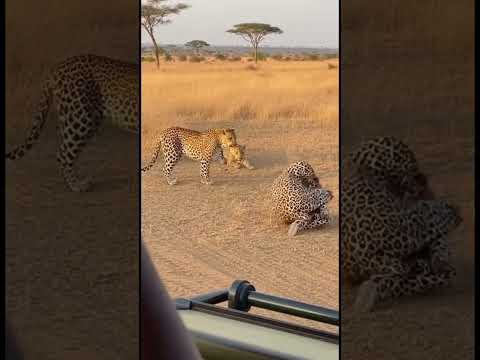 Leopard Gets Shocked by a Strange “Leopard” in the Wild  Unexpected Safari Moment #wildlifeencounter