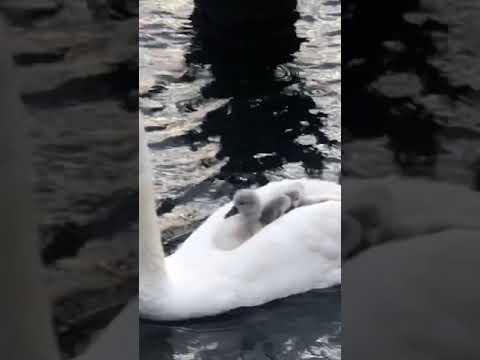 #swans #birds #animals #wildnees #cutebirds #svane #video