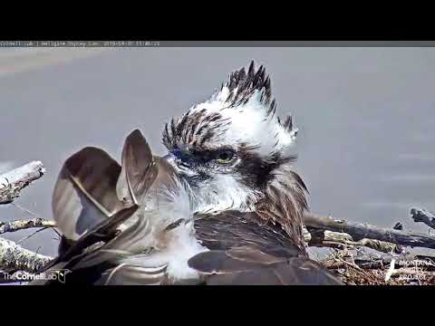 Hellgate Ospreys * A Lovely Queen Iris with Her Royal Crown of Feathers * 4/30/19