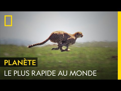Pour le guépard, il ne s'agit pas seulement de courir vite. Il faut aussi mettre son butin à l'abri