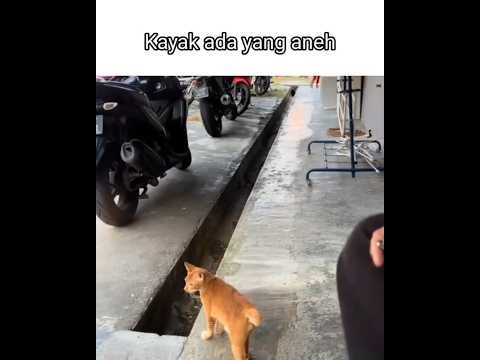 hmm 🤔 #meme #funny #shorts #blikomang #cat #kucing #animals #shortsvideo